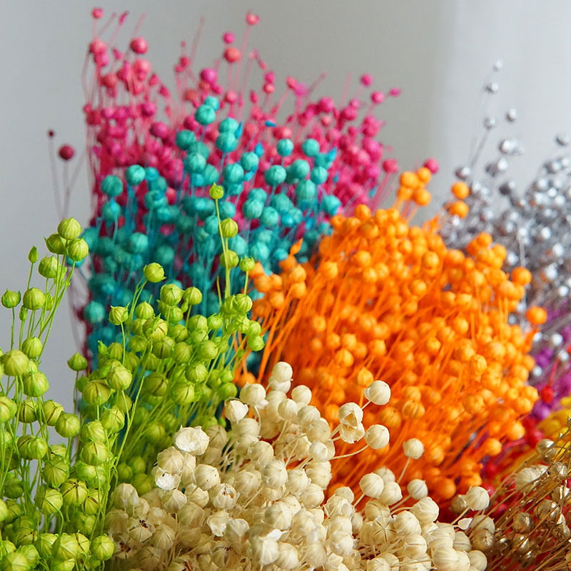 35g/Geconserveerde Ormosia Hos - Dried Flower Bulk recensie en prijs